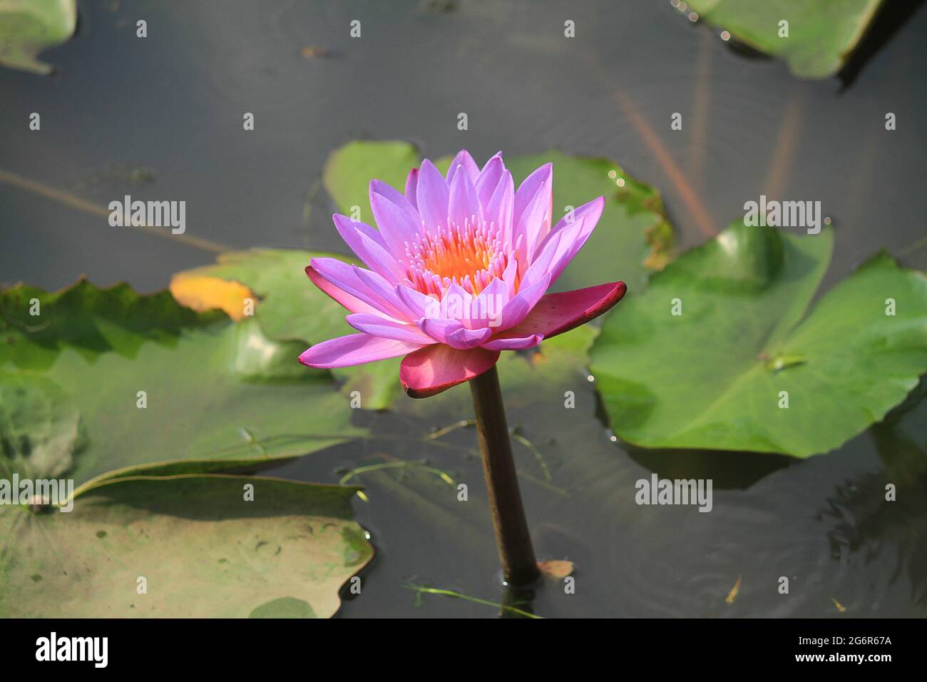 Indian lotus, sacred lotus Stock Photo Alamy