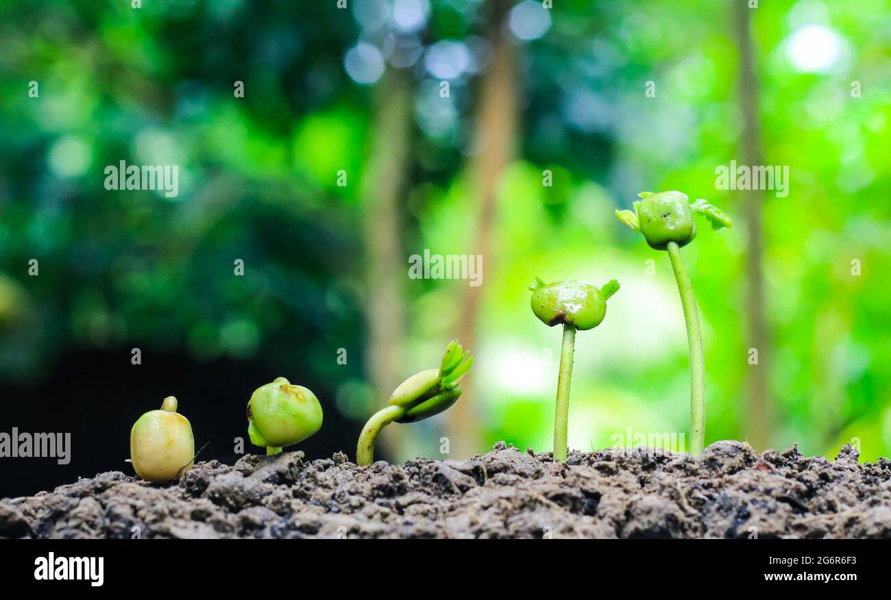 Agriculture. Growing plants. Plant seedling. Plants growing in germination sequence on fertile soil. savings and investment concept. Stock Photo