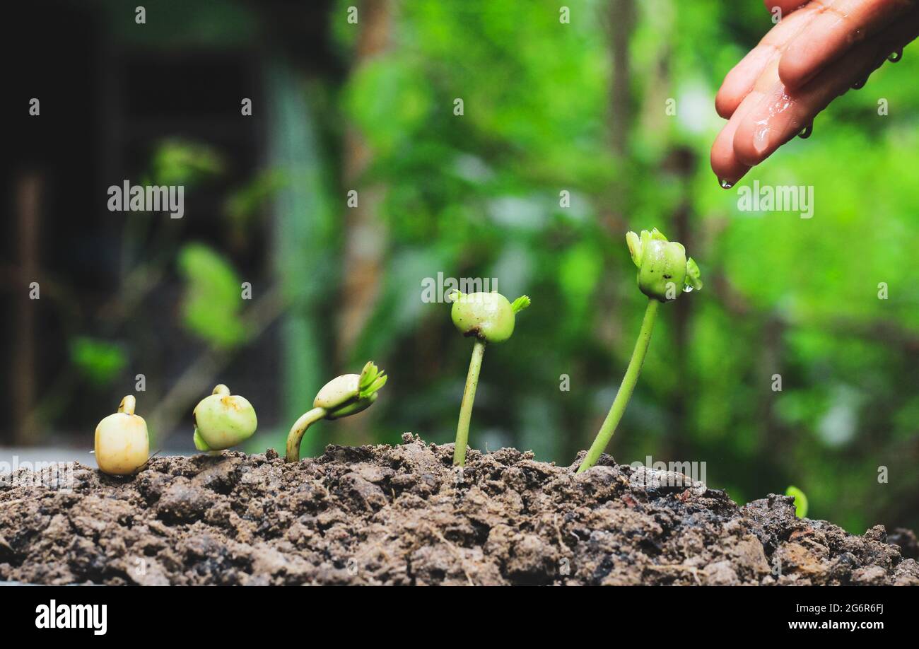 Growing plants. Plant seedling. Hand nurturing and watering young baby plants growing in germination sequence on fertile soil. savings concept. Stock Photo