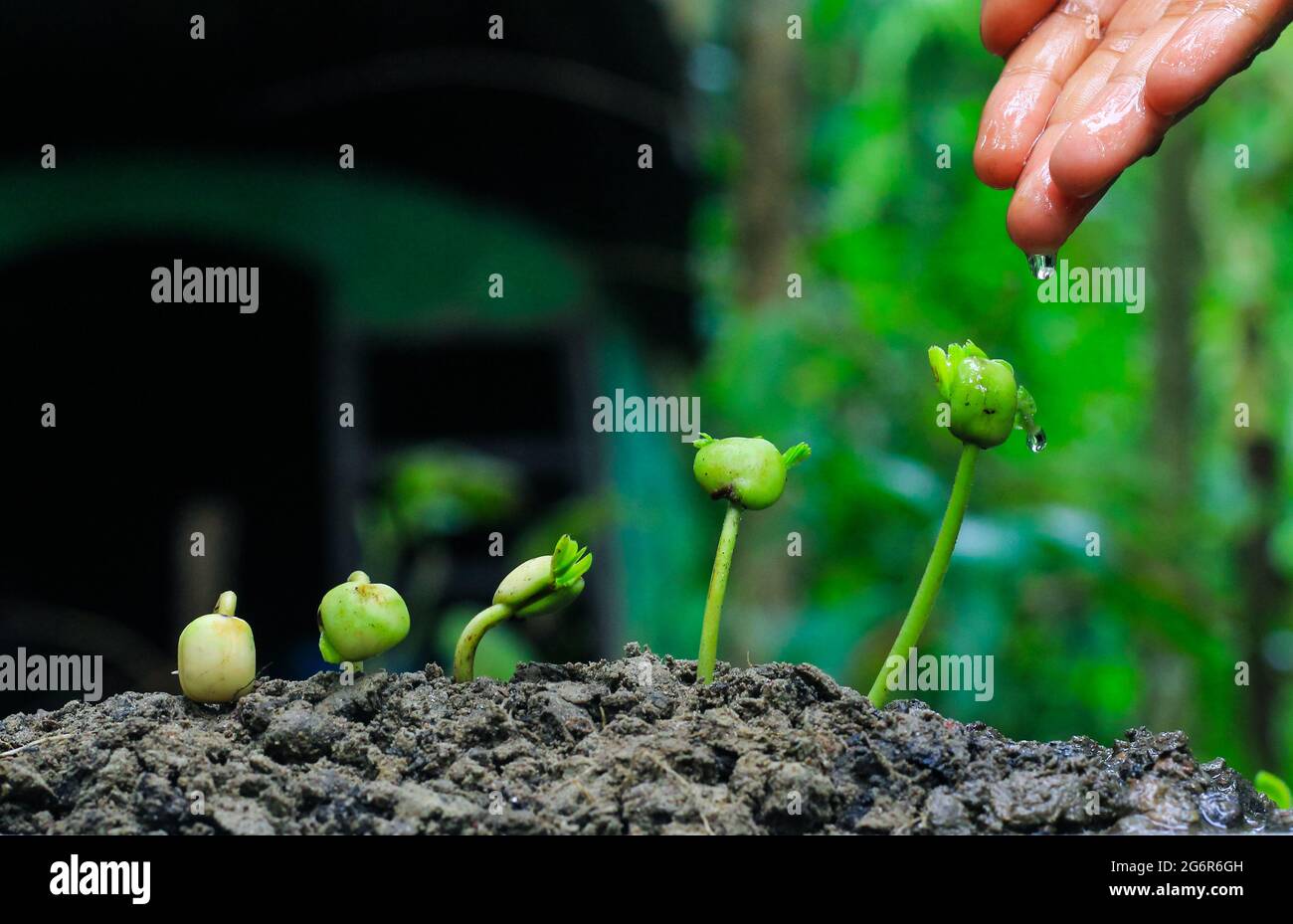 Growing plants. Plant seedling. Hand nurturing and watering young baby plants growing in germination sequence on fertile soil. savings concept. Stock Photo