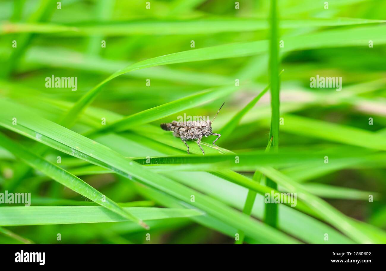 Beautiful grasshopper on the leaves on a blurred background. Grasshopper macro view. Grasshopper profile. Meadow grasshopper. Stock Photo