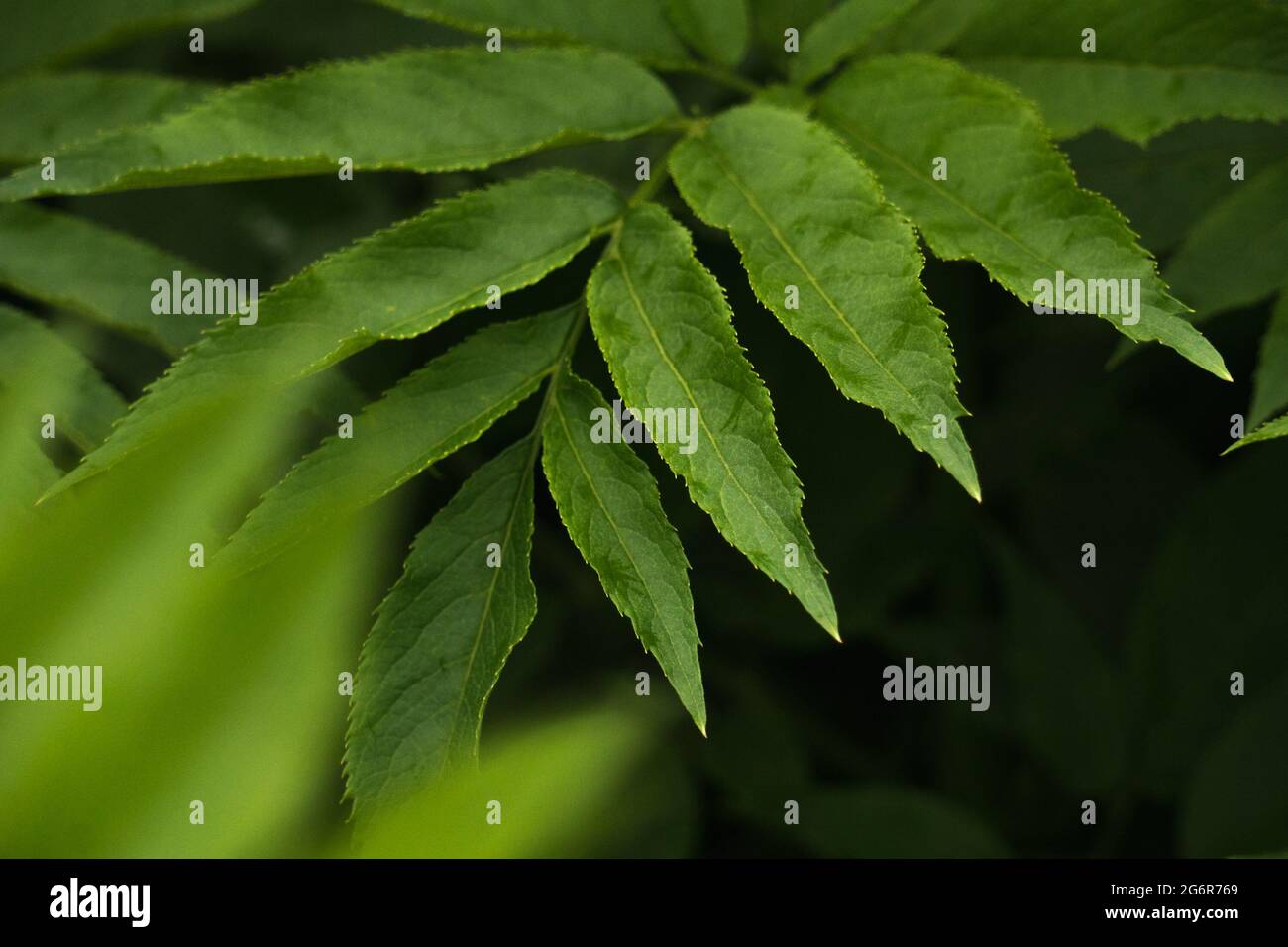 Close-up green wet leaves in a forest after rain. Natural park Stock Photo