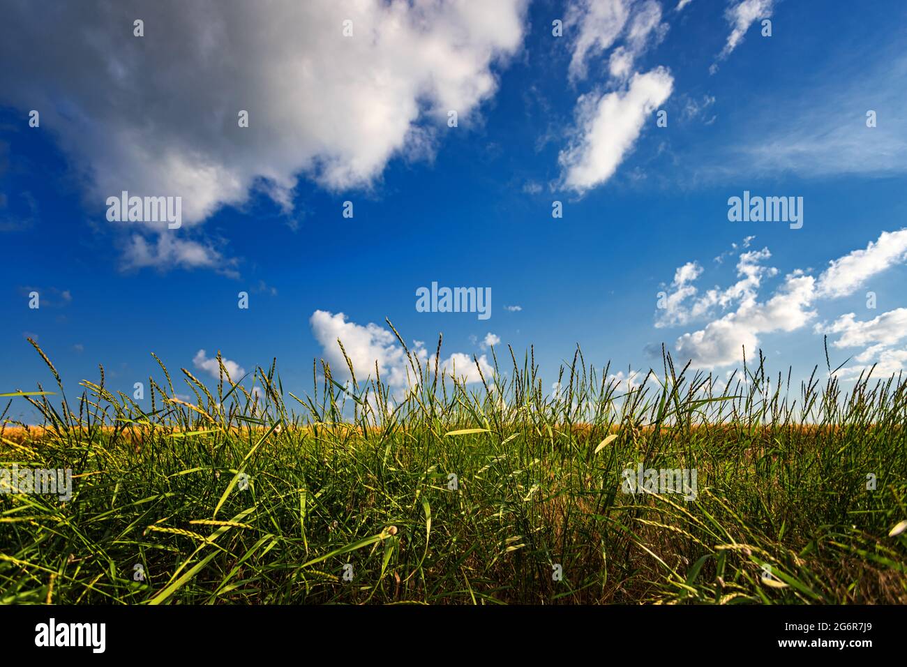 Summer landscape green grass close up, against a blue sky with white ...