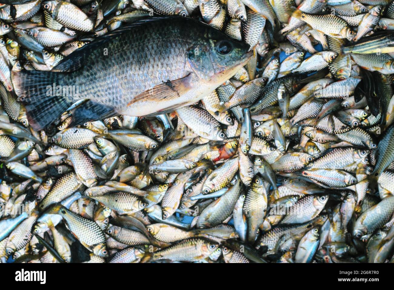 Bangladeshi fisherman caught fishes. Fish on hand. Fishing on