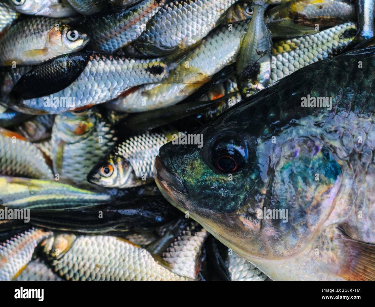 Bangladeshi fisherman caught fishes. Fish on hand. Fishing on river
