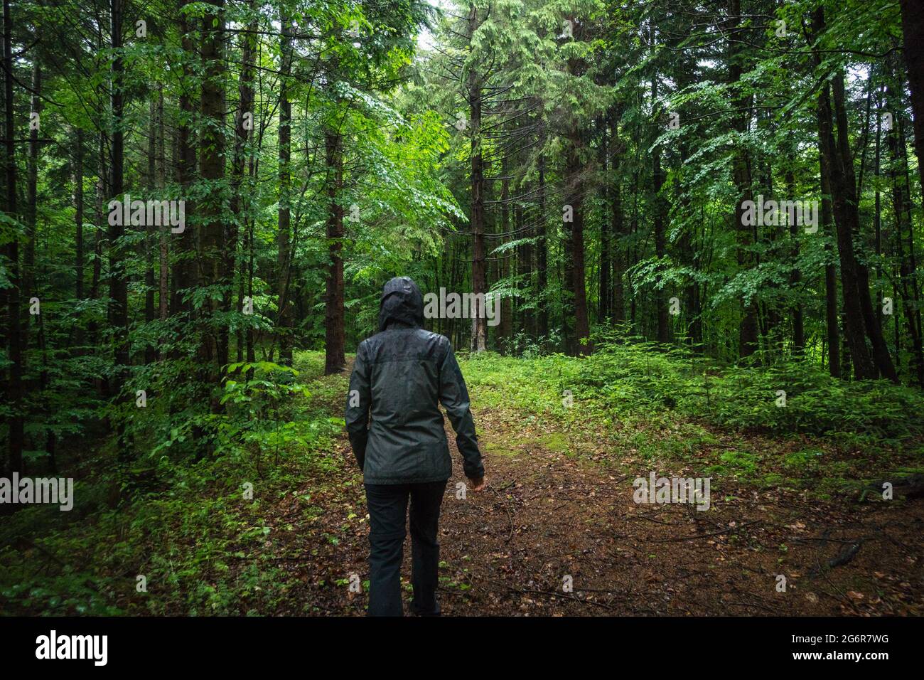 Girl walking in a green forest in the rain, hiking in a beautiful ...