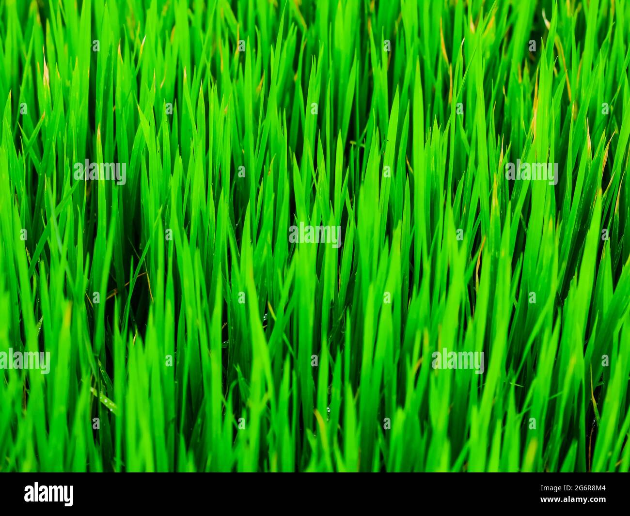 Fresh green grass in spring with blurred background, bright green nature  background. Close-up image of fresh spring green grass Stock Photo - Alamy
