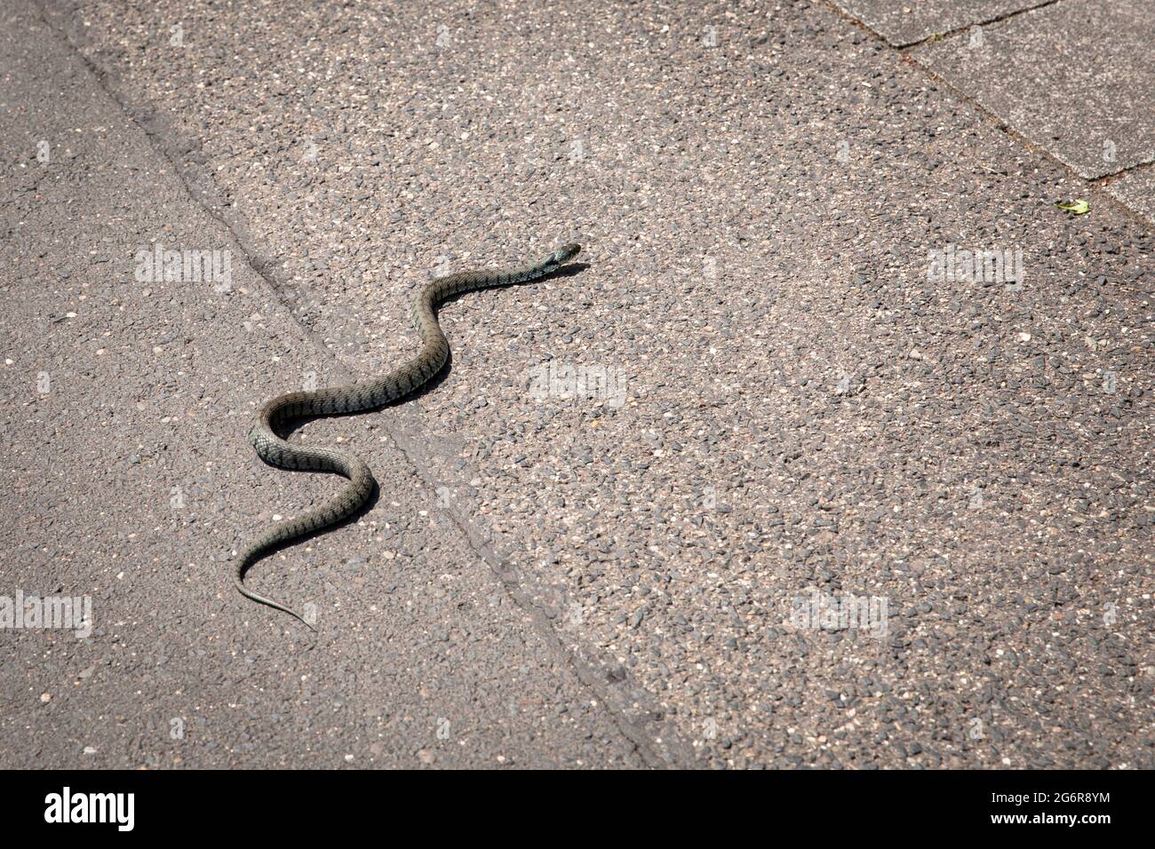 barred grass snake (Natrix helvetica) crossing a road, Troisdorf, North Rhine-Westphalia, Germany.  Barrenringelnatter (Natrix natrix helvetica) beim Stock Photo