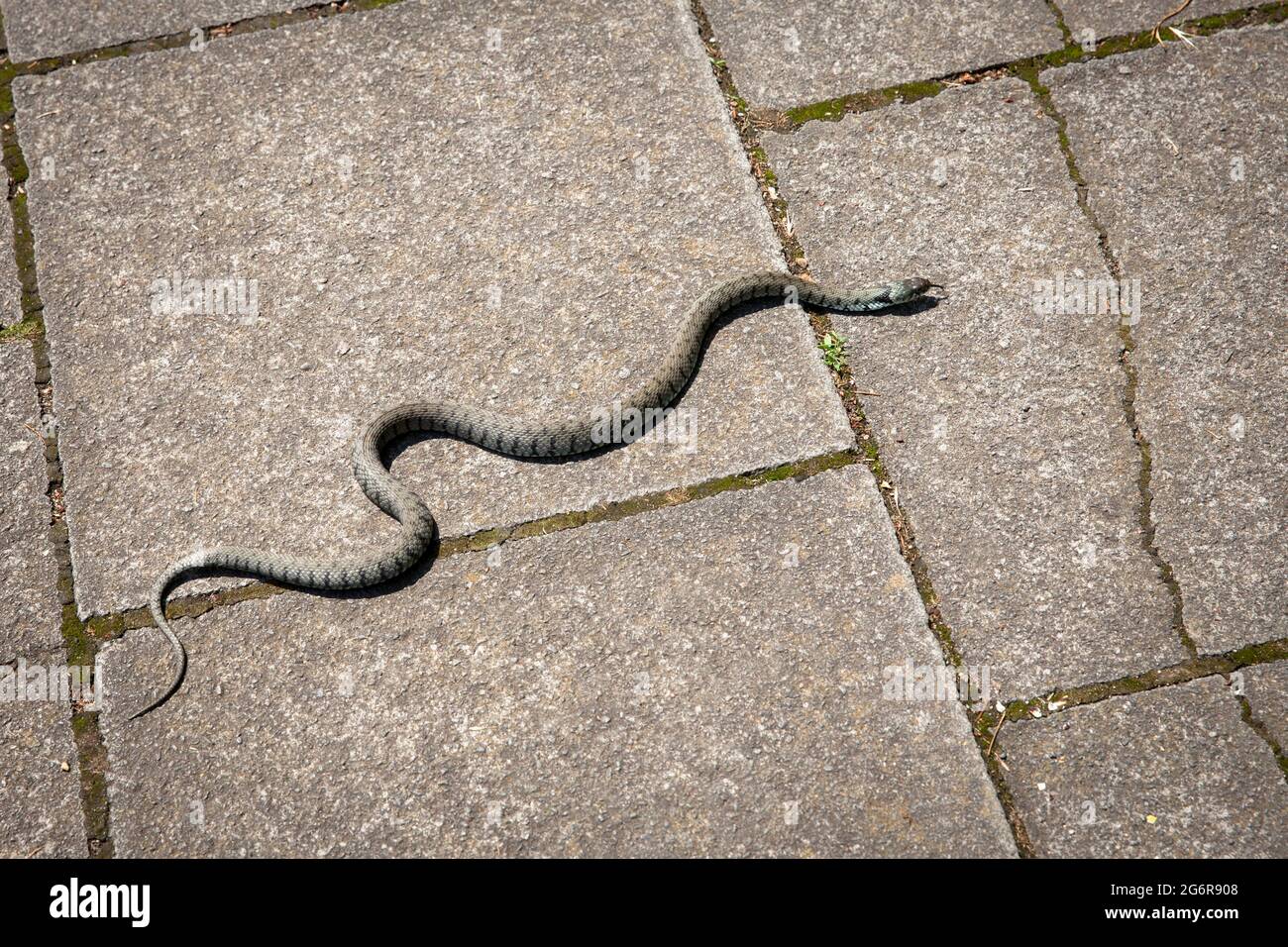 barred grass snake (Natrix helvetica) crossing a plated sidewalk, Troisdorf, North Rhine-Westphalia, Germany.  Barrenringelnatter (Natrix natrix helve Stock Photo