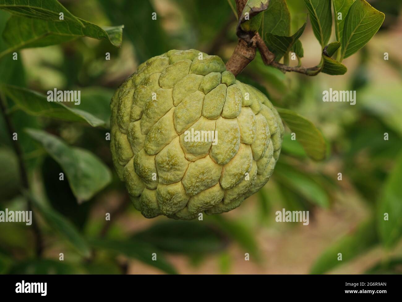 Custard apple (fruit) or Sugar apples on the tree branch in the garden, India. Stock Photo