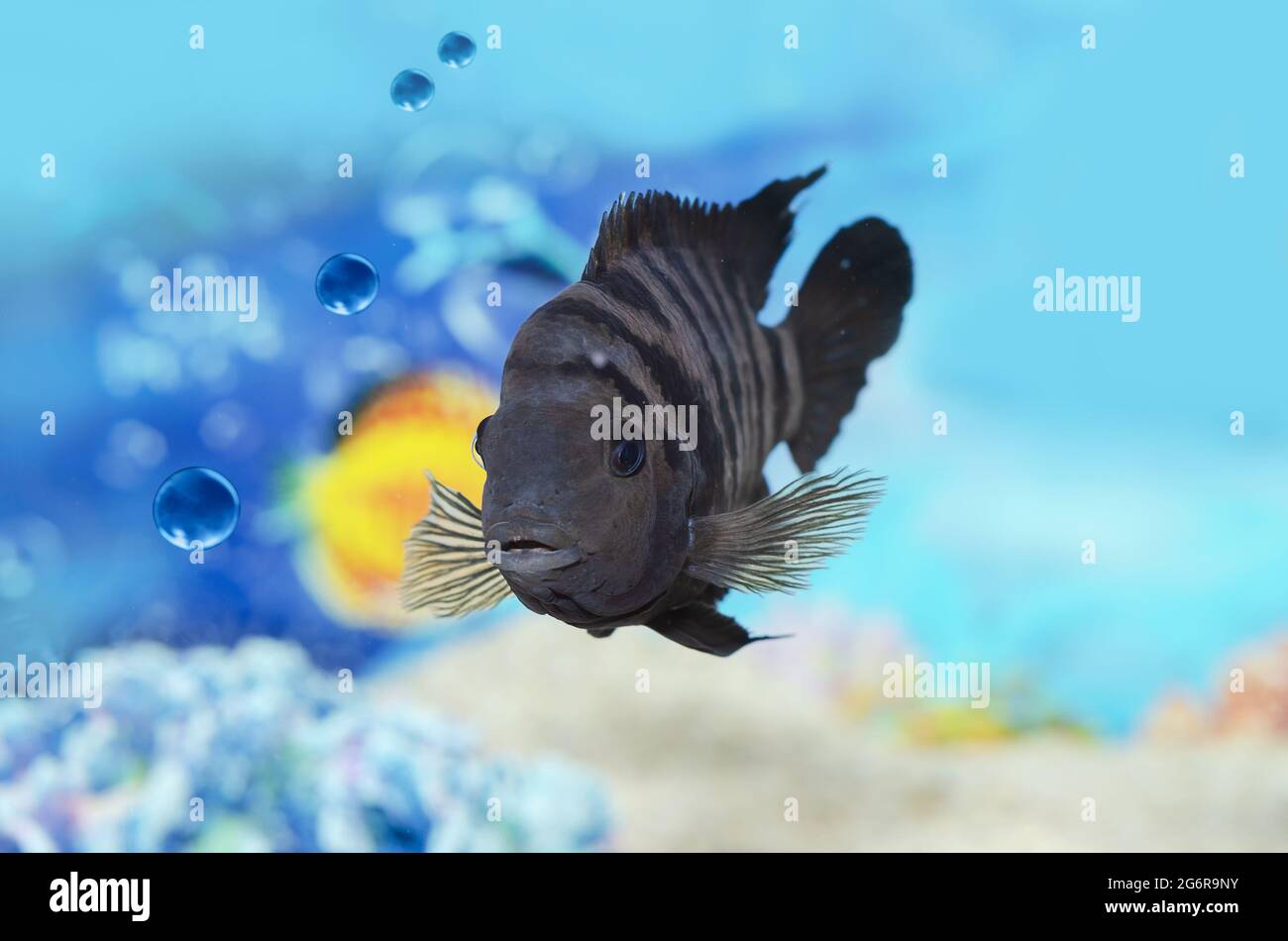 Fish with black stripes under water Cichlasoma nigrofasciatum. Selective focus Stock Photo