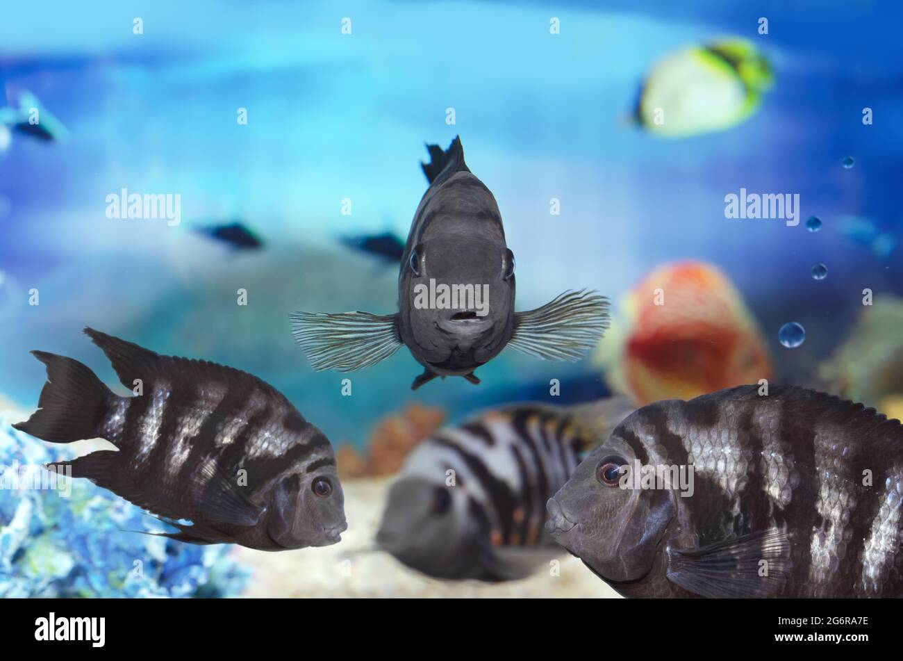 Several fish with black stripes under water Cichlasoma nigrofasciatum. Selective focus Stock Photo