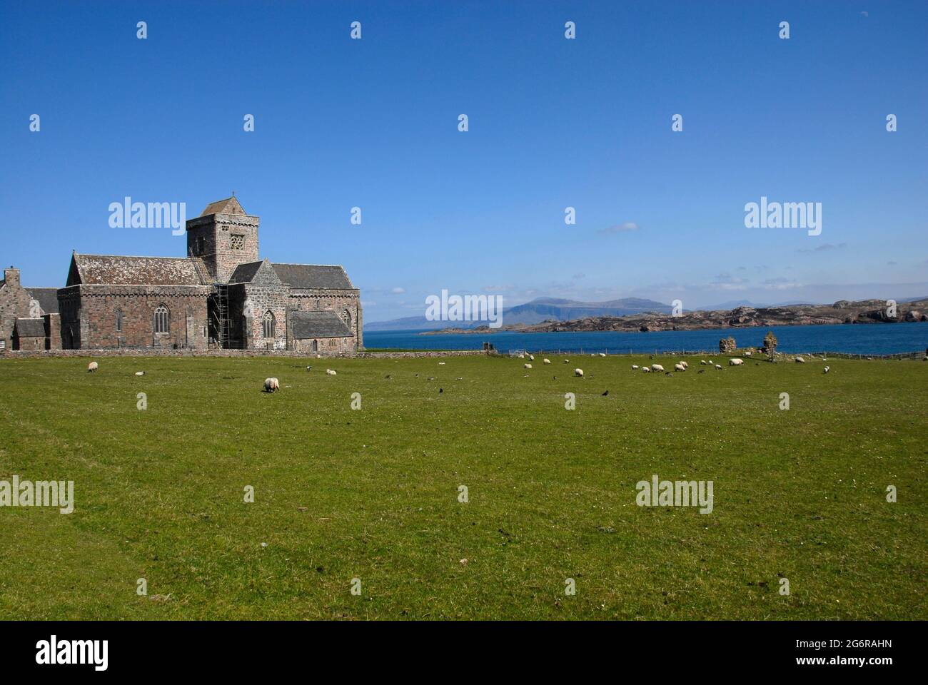 Iona Abbey beyond a field with sheep grazing, Iona, Scotland with Mull beyond Stock Photo