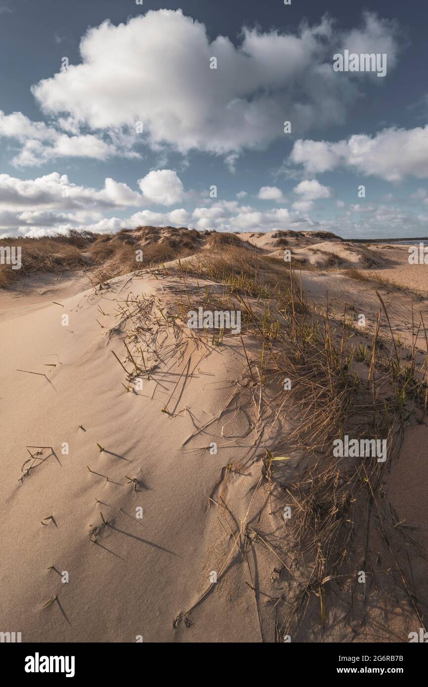 Sandy dunes at Swedish beach. Stock Photo
