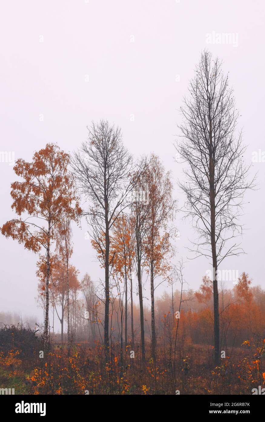 Moody and foggy forrest landscape with tall, skinny beech trees in autumnal colours. Stock Photo
