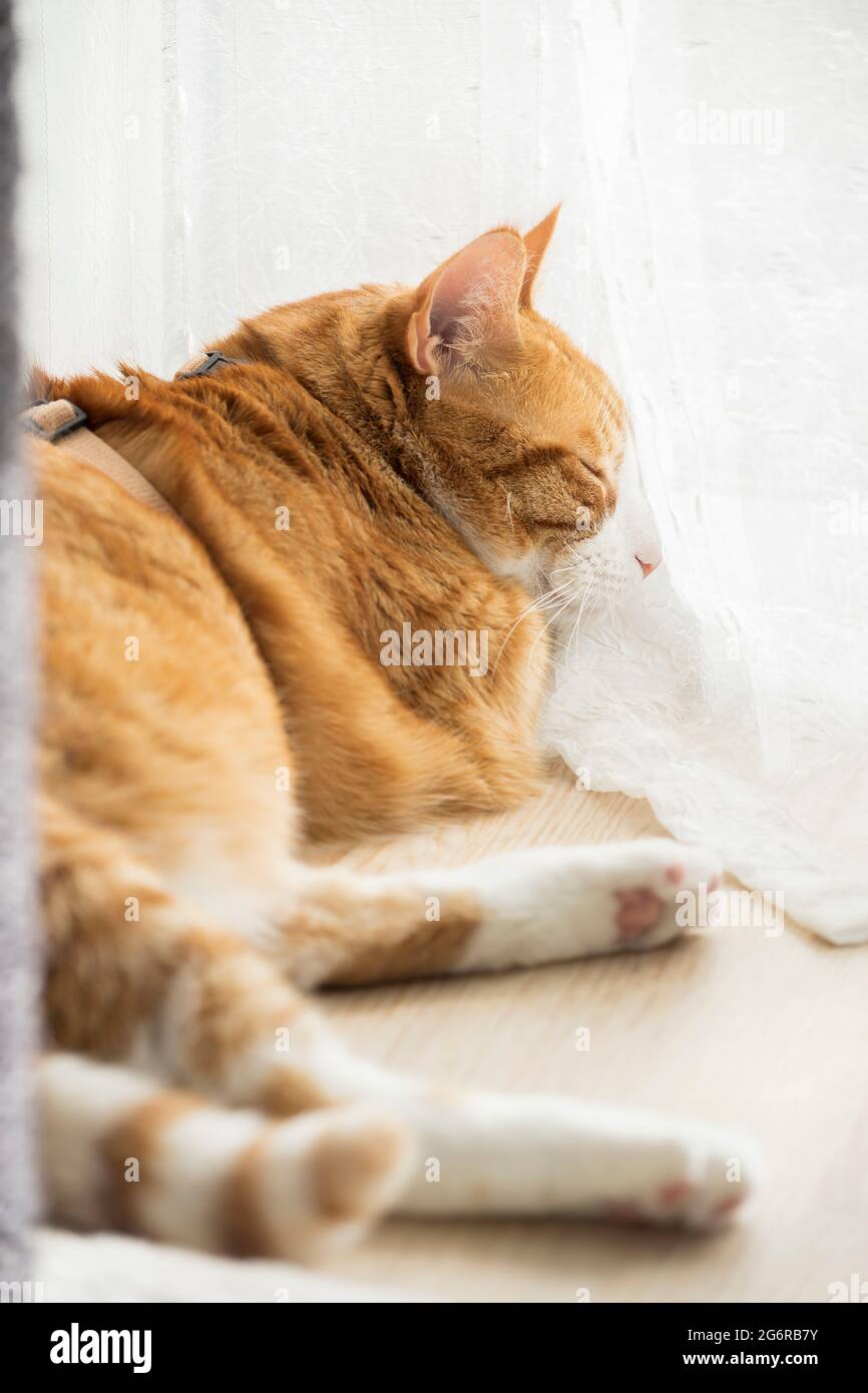 Ginger cat resting on floor in home environment. Stock Photo