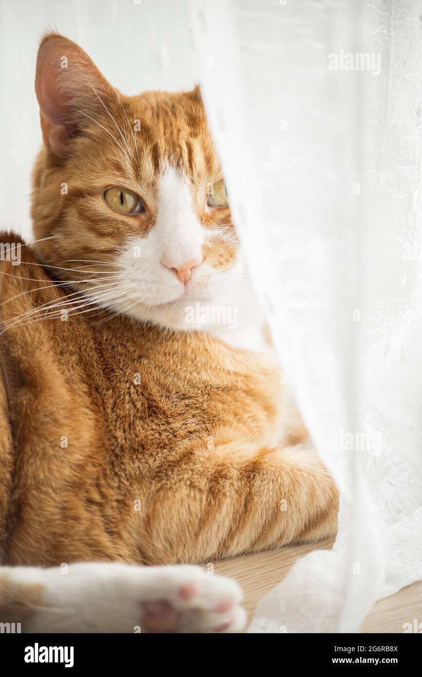 Ginger cat resting on floor in home environment. Stock Photo