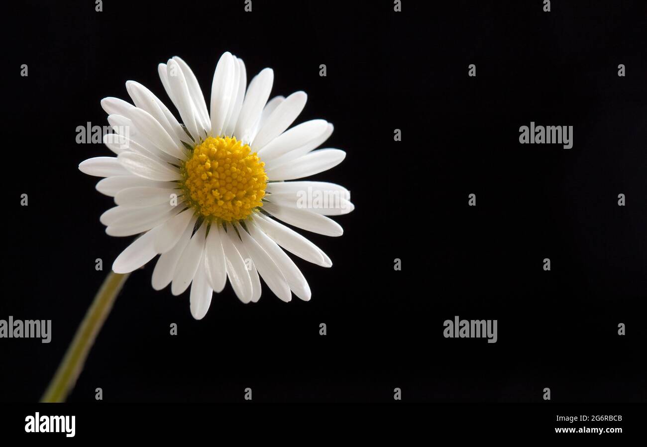 Close up image of Oxeye daisy or common daisy Stock Photo