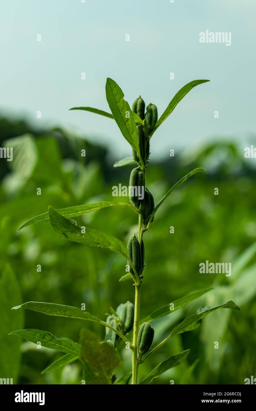 The seeds are yellowish-white, brown, or gray to black in colors. The oilseed crop, Sesamum indicum of the family Pedaliaceae Stock Photo