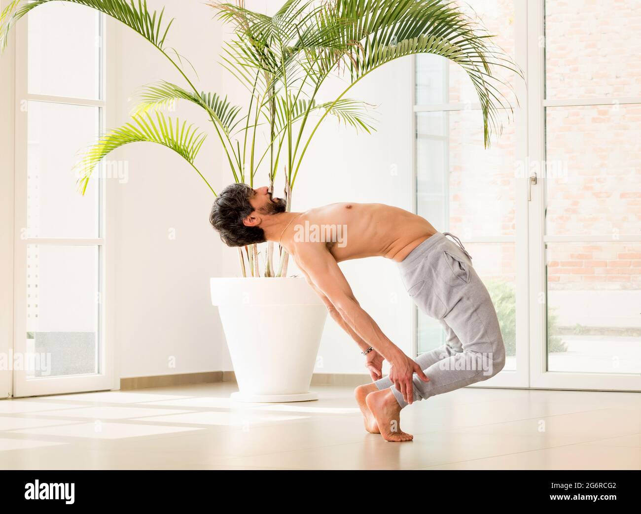 Athletic man doing a calisthenics backbend balance pose to stretch and strengthen his muscles in a high key gym with copyspace in a health and fitness Stock Photo