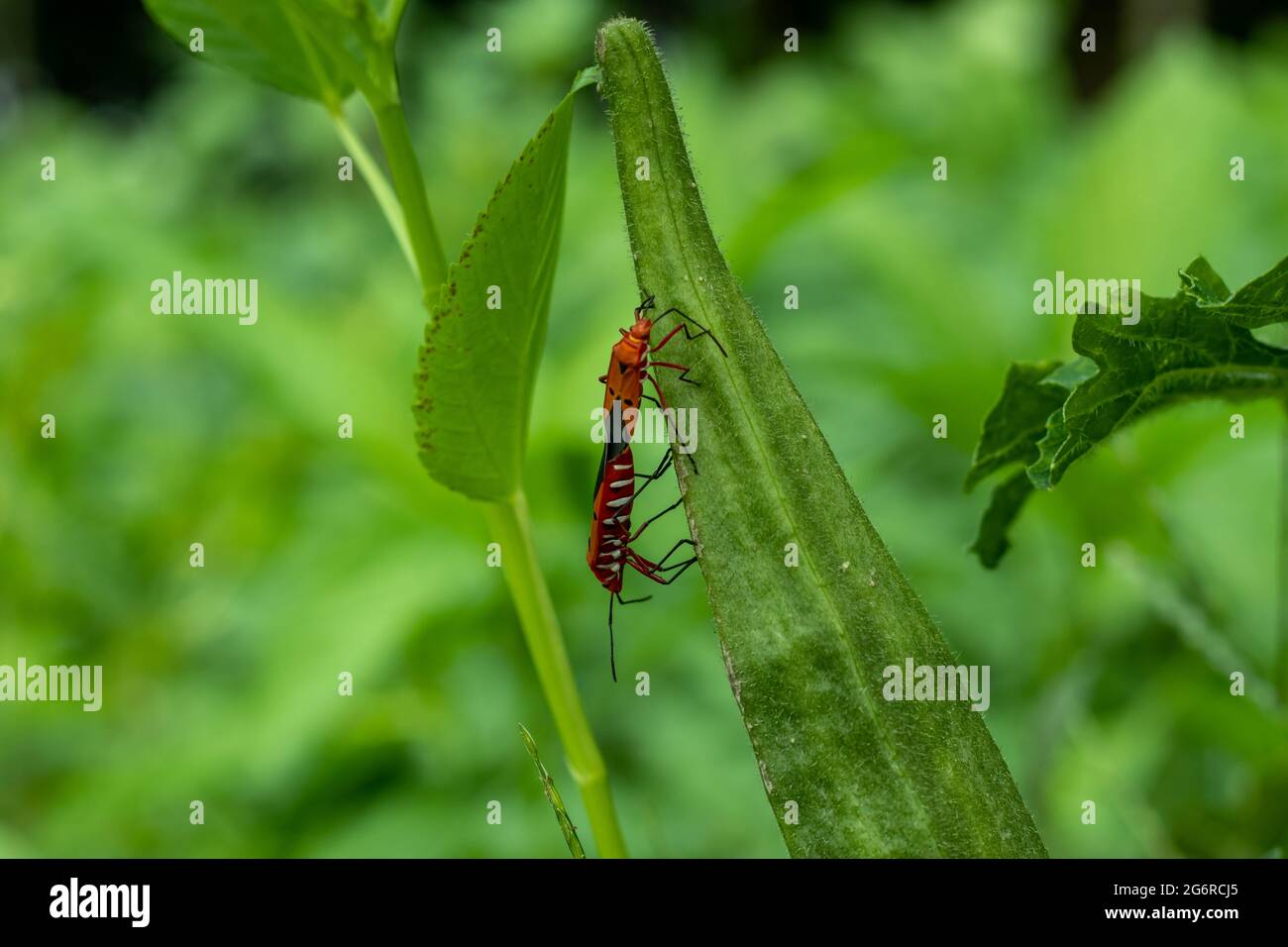 Two colorful insects are sitting on lady's finger and falling in love ...