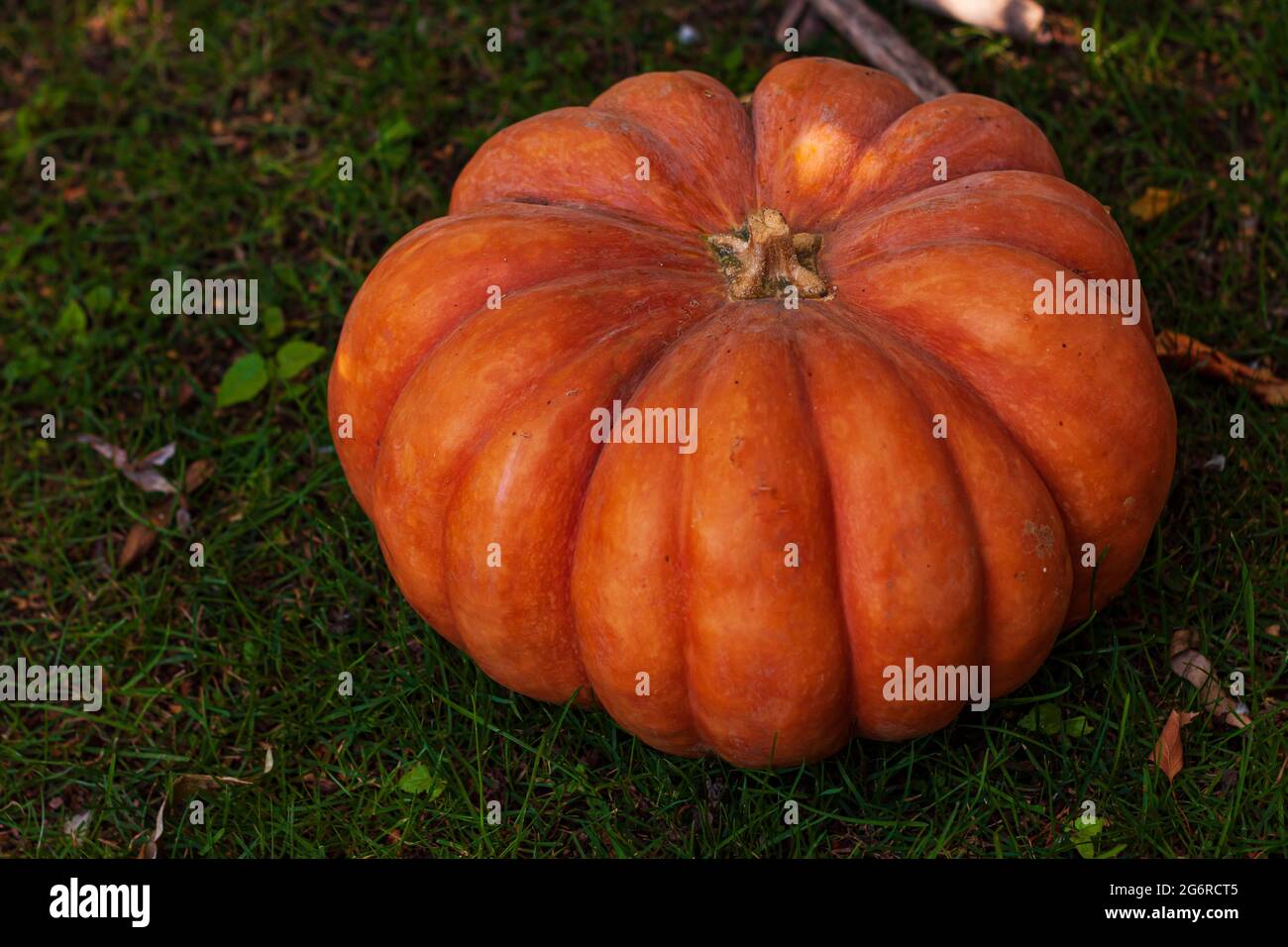 Pumpkin on green grass background backyard decor for Halloween and ...
