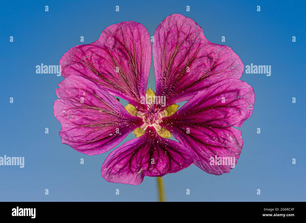 Macro photograph of an isolated pink common mallow flower against the blue sky Stock Photo