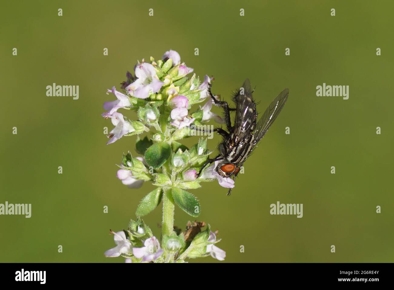 Close up Flesh fly, Sarcophaga. Family Flesh flies, Sarcophagidae. On flowers of thyme, Thymus of the family Lamiaceae. Dutch garden, July Stock Photo
