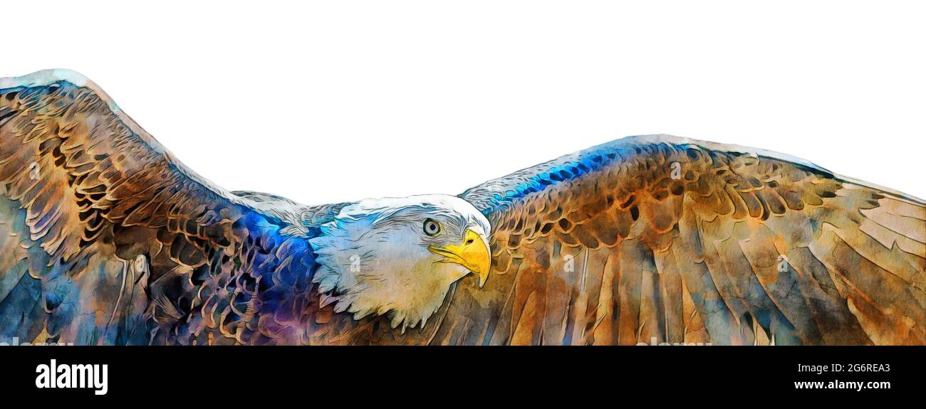 Digital watercolor illustration of a bald eagle in flight isolated on a white background with room for text Stock Photo