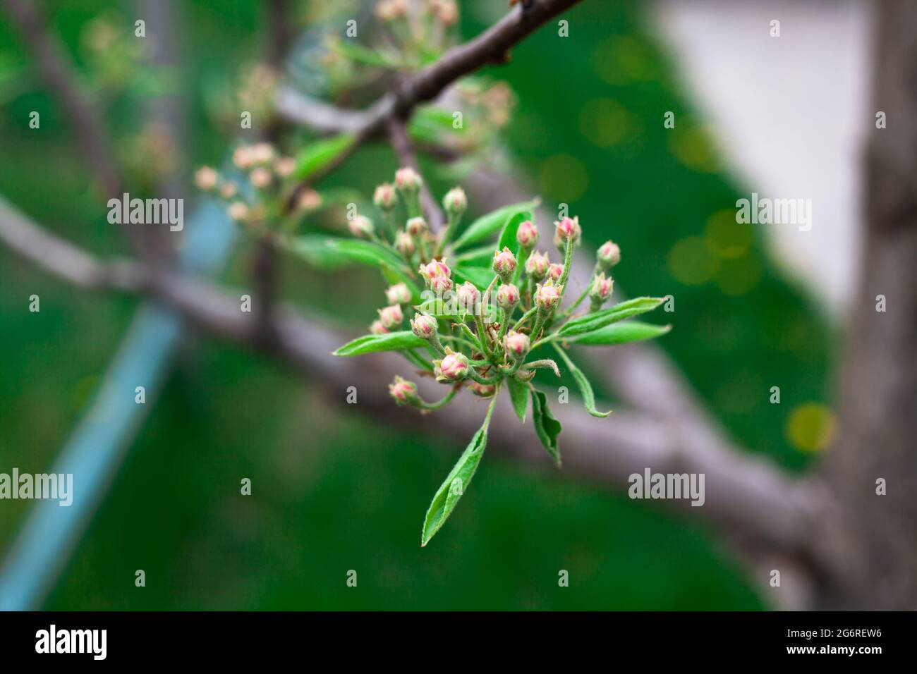 Pink apple blossoms and buds blooming close up. Buds with green leaves. Macro photography shoot with soft bokeh effect. Stock Photo