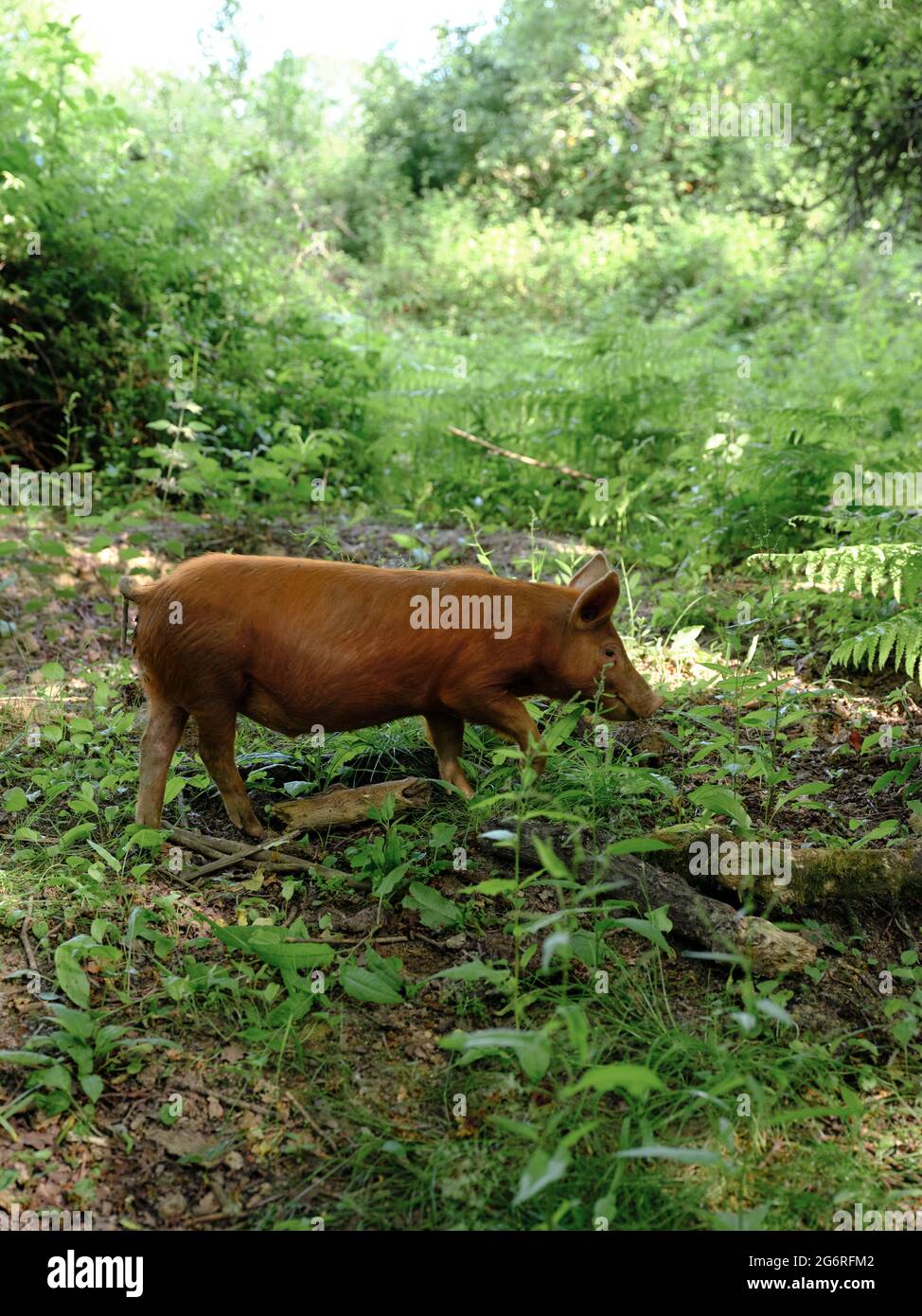 A free range pig in undergrowth used to naturally manage the low intensity rewilding landscape of the Knepp Estate in West Sussex England UK 2021 Stock Photo