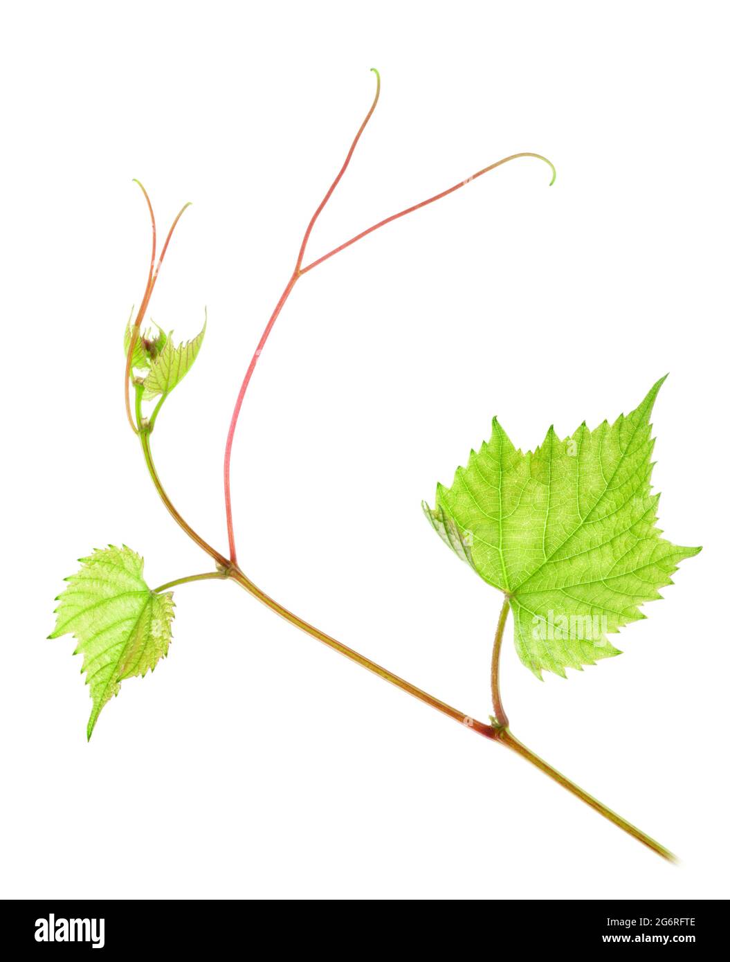 Fresh Green Grape Leaf on isolated white Background Stock Photo - Alamy