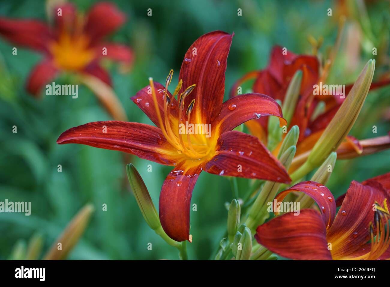 Colorful, scarlet, crimson, red lillie flowers are in full bloom in the natural garden on green leaves background. Drops of water on the petals. Selec Stock Photo