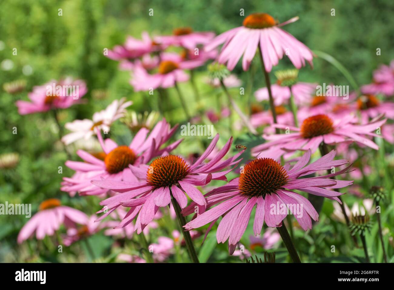 Group of echinacea flowers. Echinacea purpurea. Blurred background. Big purple and orange blossoms of coneflower. Flying wasps. Selective focus. Stock Photo