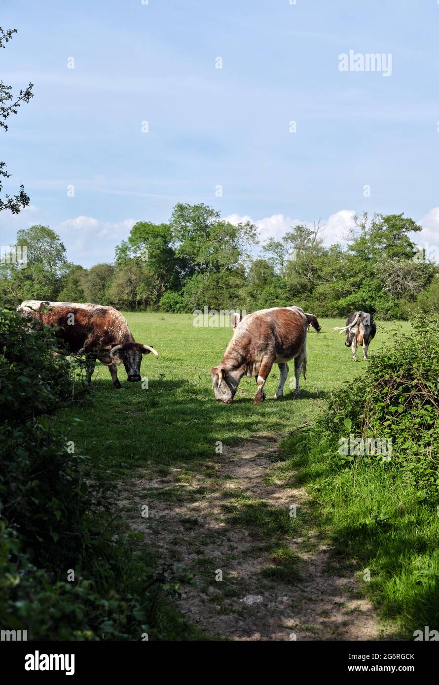English Longhorn Cattle livestock used to naturally manage the low
