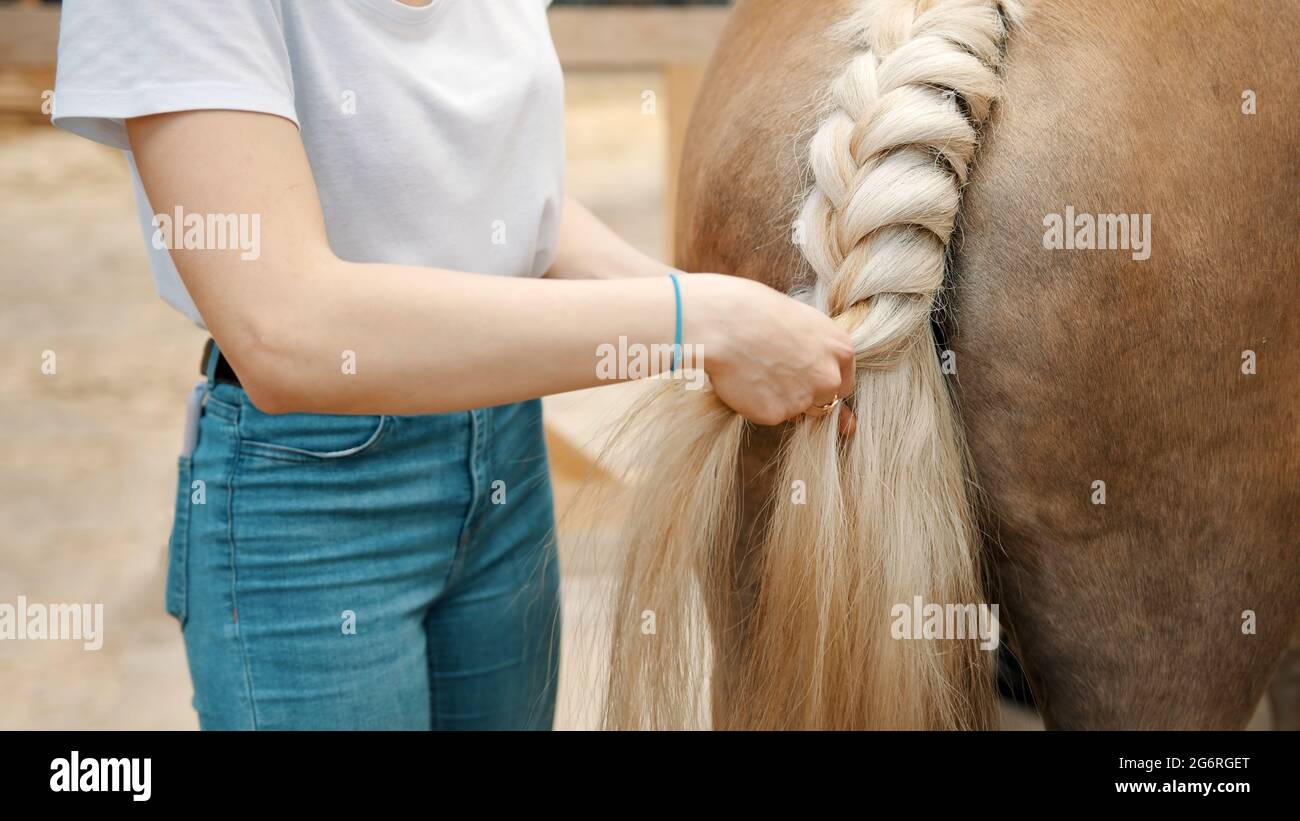 Girl braiding the blonde tail of her Palomino horse standing