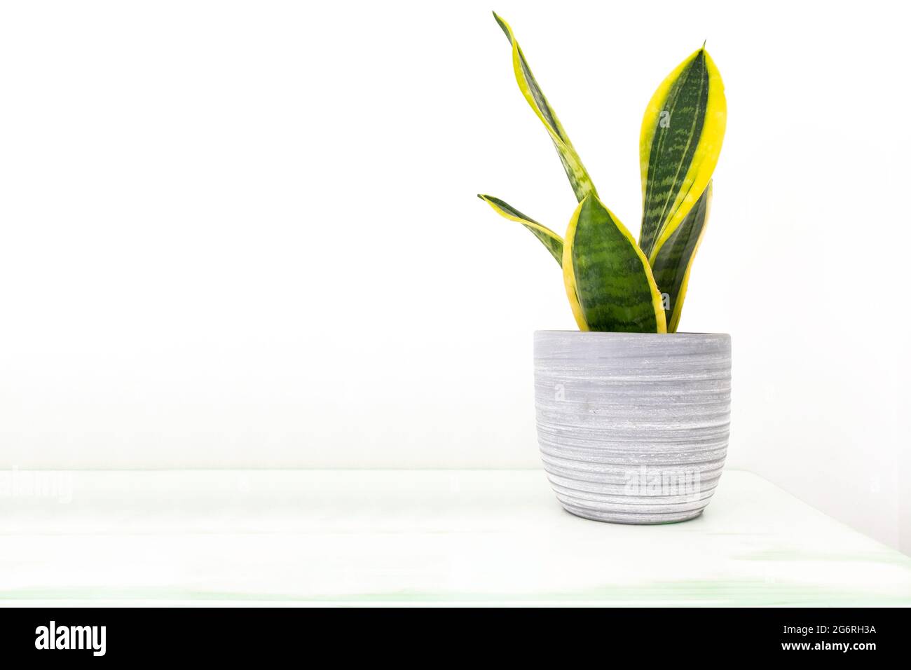 Sansevieria plant in a modern flower pot on a white wooden shelf. White background and empty copy space for Editor's content. Stock Photo