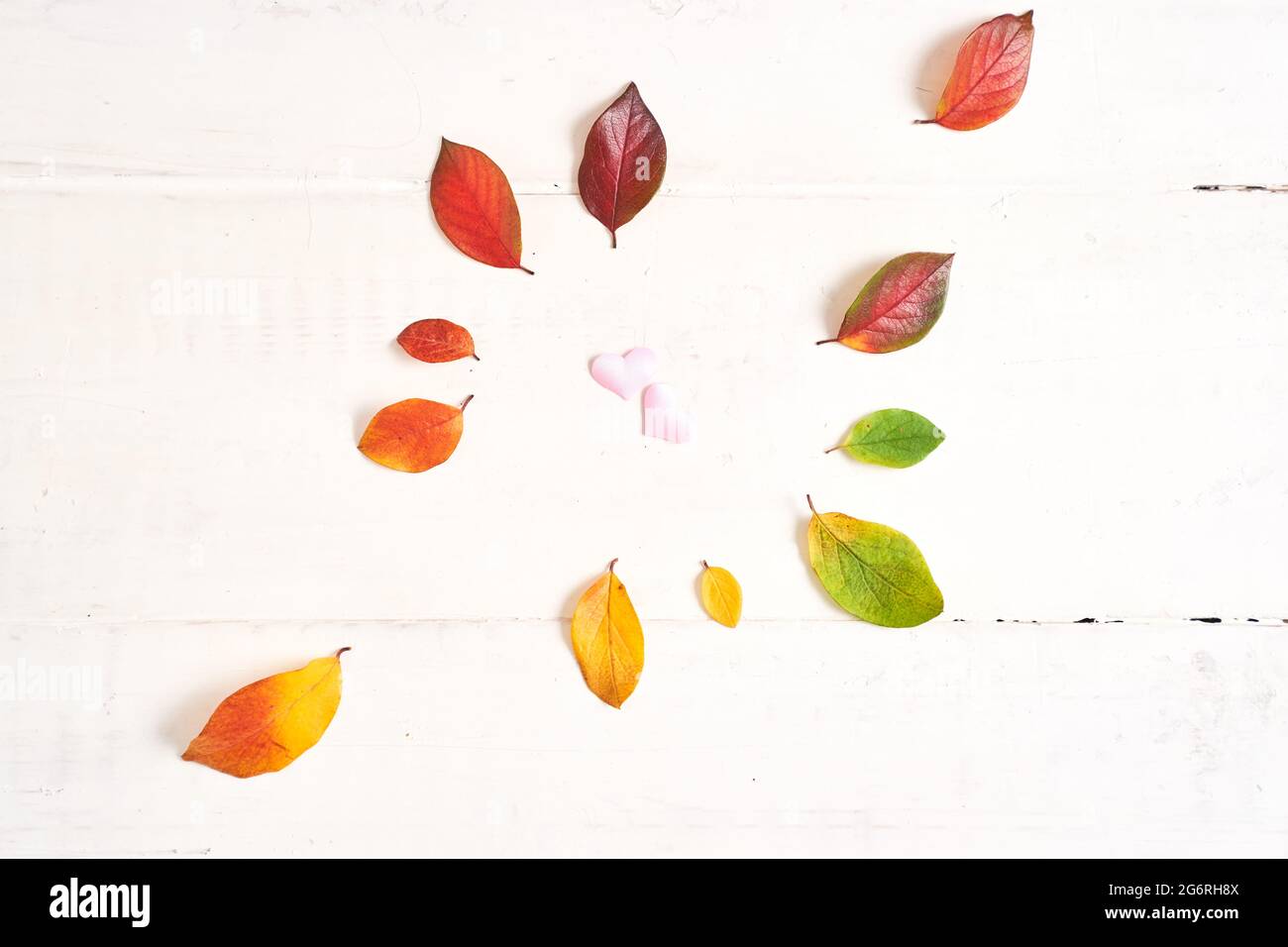 Two pink hearts on white wooden background with colorful autumn leaves as a frame, concept love fall. Layout for design on a wooden white background. High quality photo Stock Photo