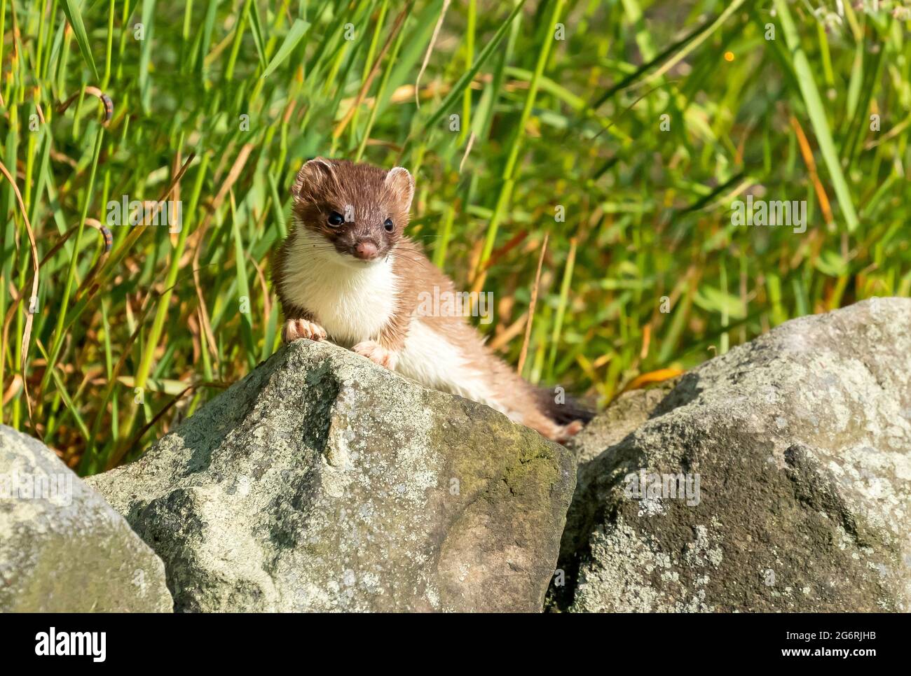 Stoat Hunting Hi res Stock Photography And Images Alamy