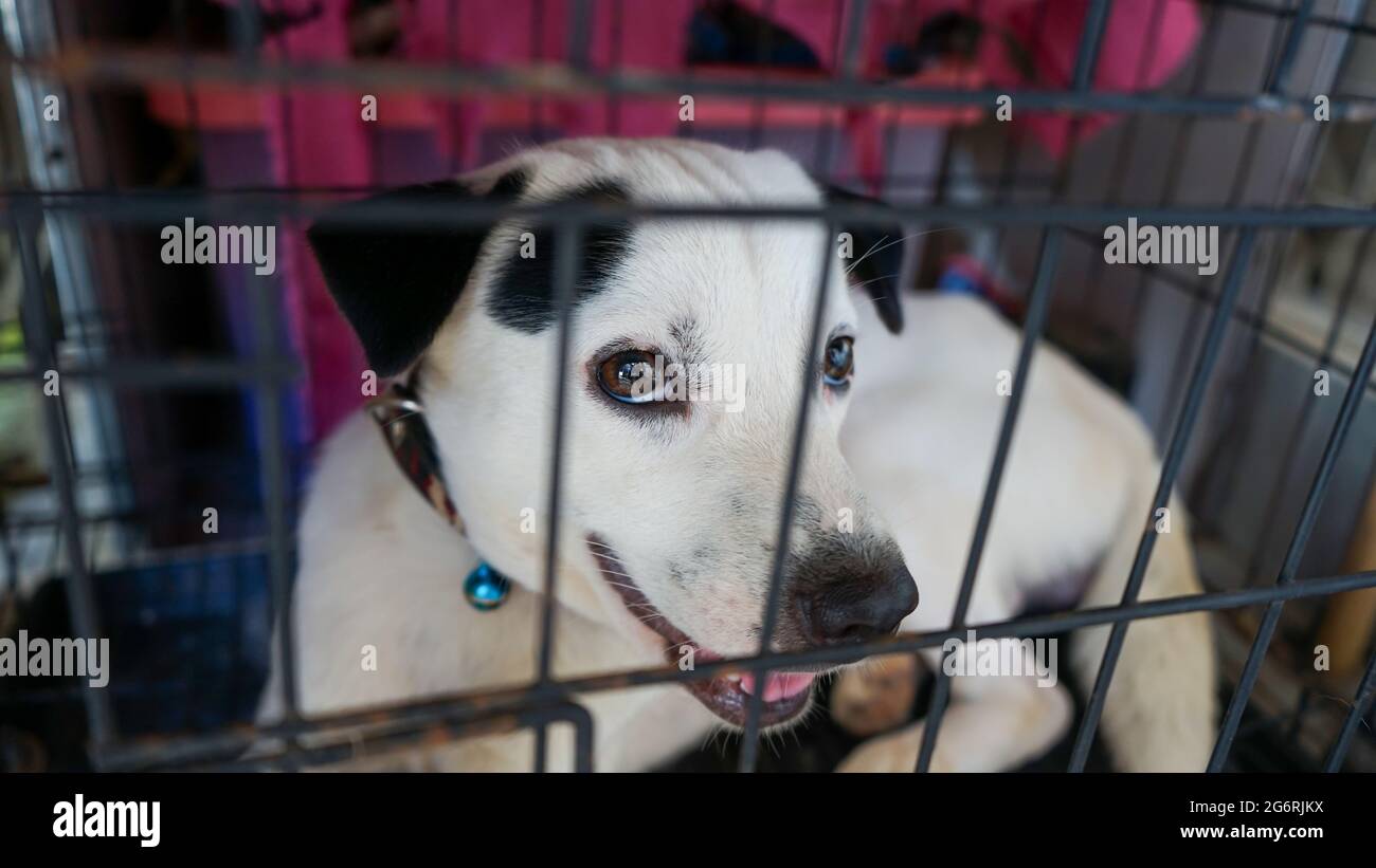 Close up of a white dog face Stock Photo Alamy