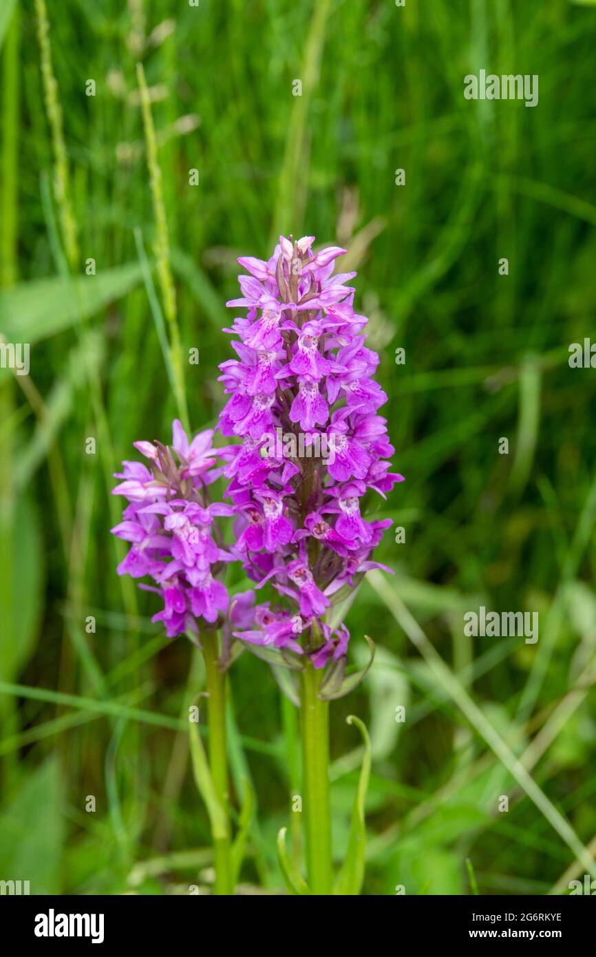broad leaved marsh orchid also known as western marsh orchid Stock Photo