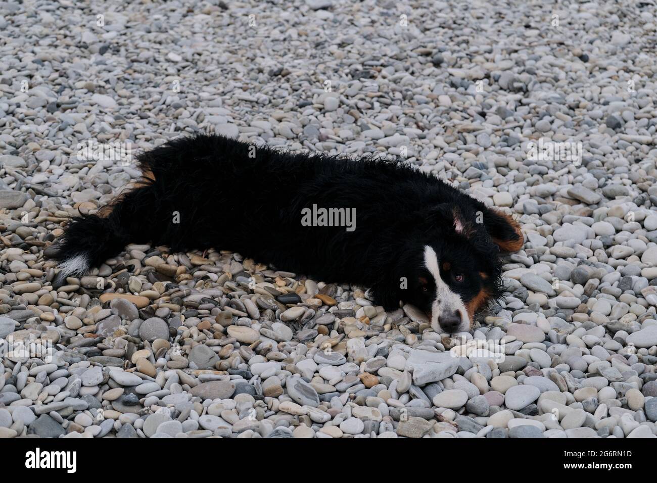Bernese Mountain Dog lies on its back on pebble beach and enjoys quiet life. The dog lies resting and wipes himself from water with help of warm stone Stock Photo
