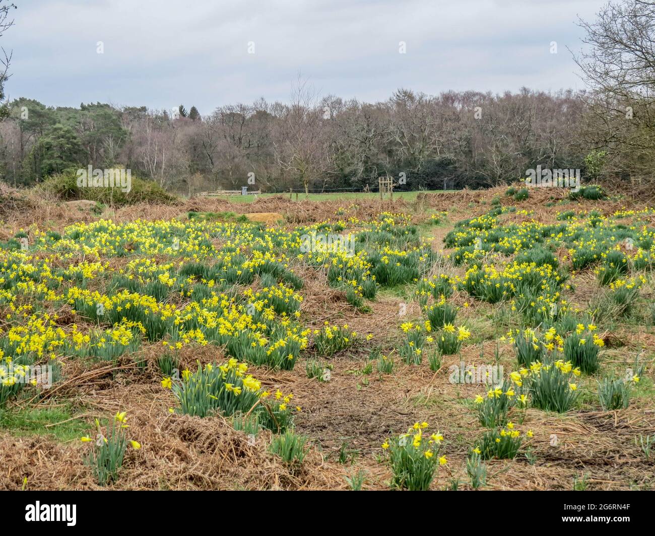 Title field of vibrant yellow daffodils Stock Photo