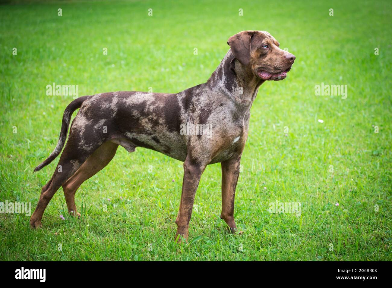 does rawhide dissolve in a catahoula leopard dogs stomach