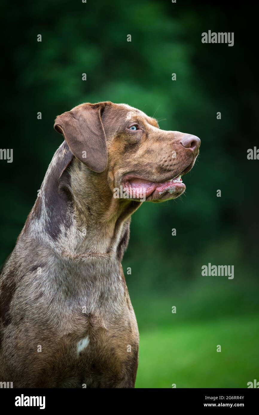 Catahoula ridgeback on sale