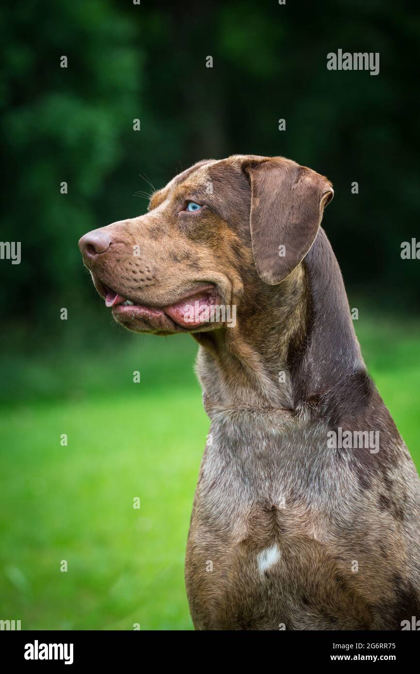 Louisiana Catahoula Leopard Dog Zchter Deutschland