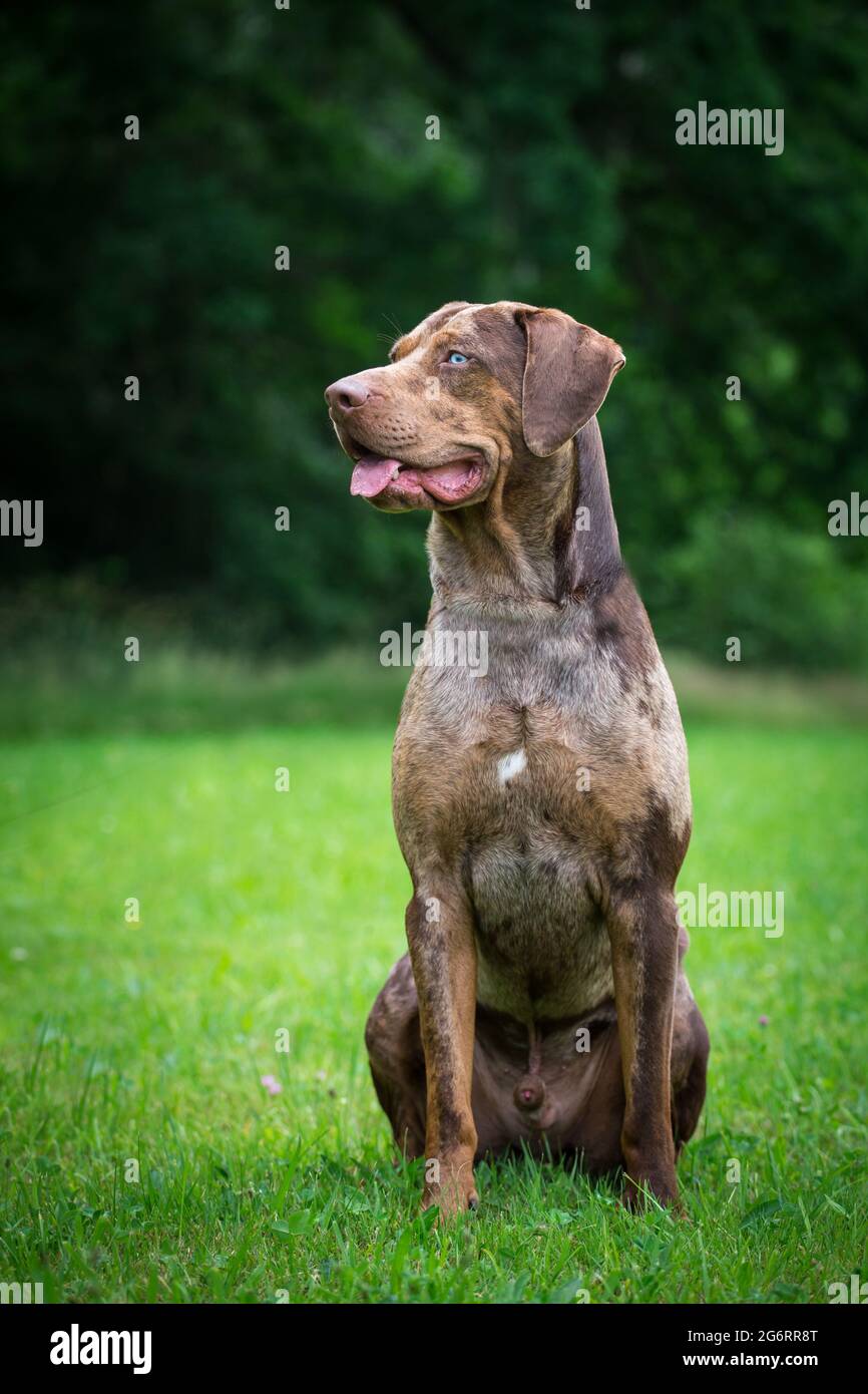 Louisiana Catahoula Leopard Dog Stock Photo - Alamy