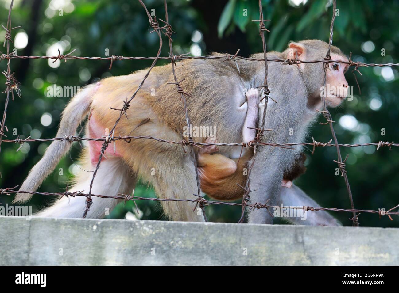 Bangladesh animal of monkey hi-res stock photography and images - Alamy