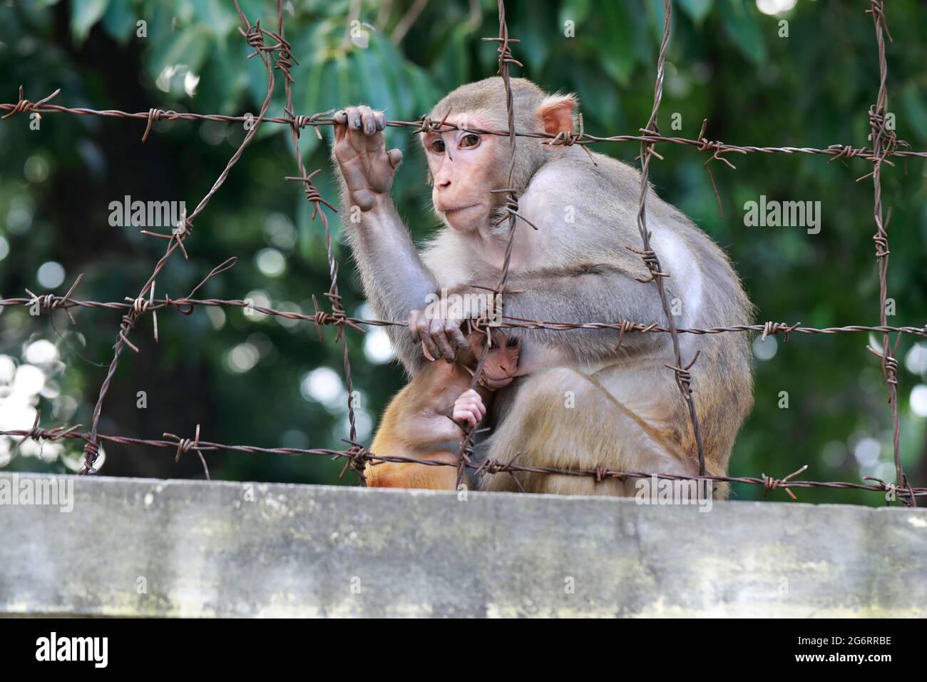 Bangladesh animal of monkey hi-res stock photography and images - Alamy