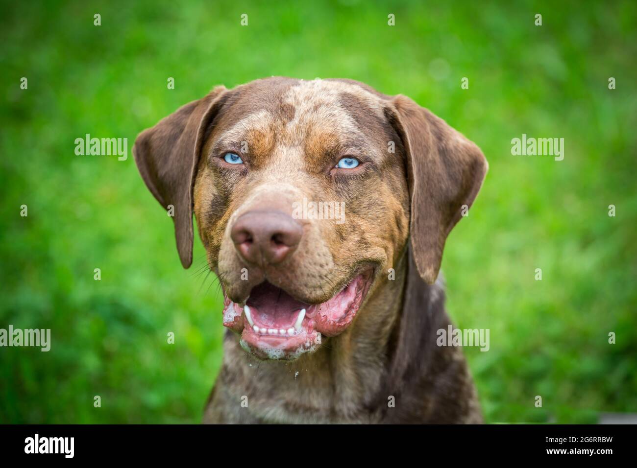 Louisiana Catahoula Leopard Dog Stock Photo - Alamy